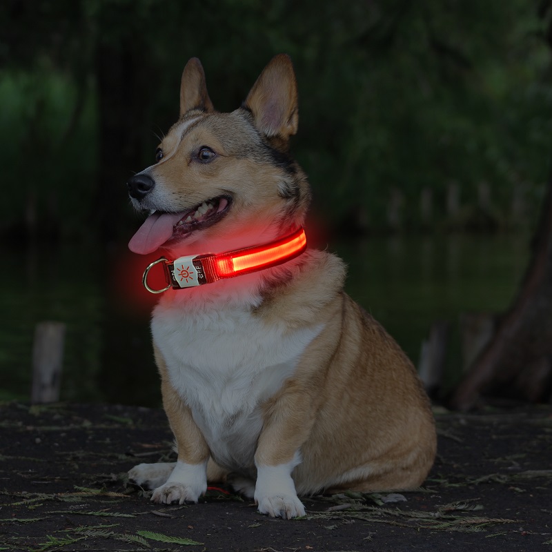 Professional Design Collar Led Dog - New waterproof type adjustable size support logo custom USB charging to prevent lost led collar – Longstar
