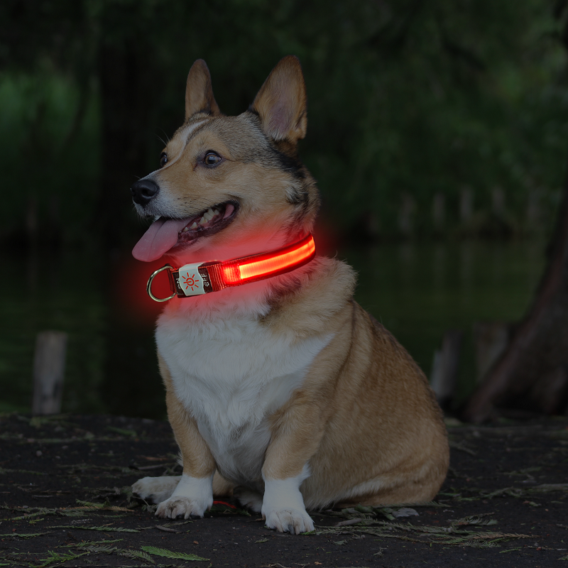 Factory source Usb Charging Led Dog Collar Anti-Lost - Class 7 Waterproof Pet Collar Adjustable Size Night Lighting USB Charging Mode Repeated Use LED Collar – Longstar detail pictures
