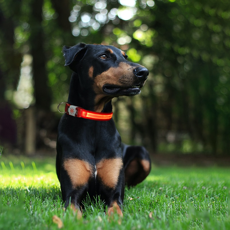 Special Price for Led Lights Dog Pets Collars Adjustable Polyester - New waterproof type adjustable size support logo custom USB charging to prevent lost led collar – Longstar detail pictures