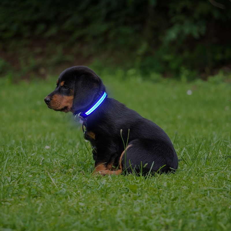 Special Price for Led Lights Dog Pets Collars Adjustable Polyester - New waterproof type adjustable size support logo custom USB charging to prevent lost led collar – Longstar detail pictures