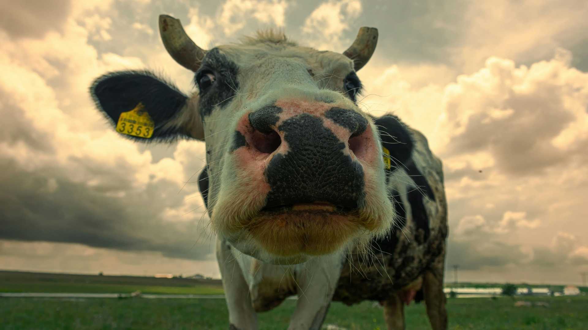 If Every Cow in a Farm Had a Smart Light Collar, What Would Change? Introduction: A Simple Idea with Big Potential